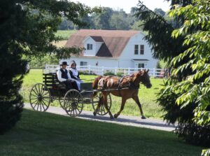 "amish buggy"