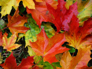 "fall colored leaves on the ground"