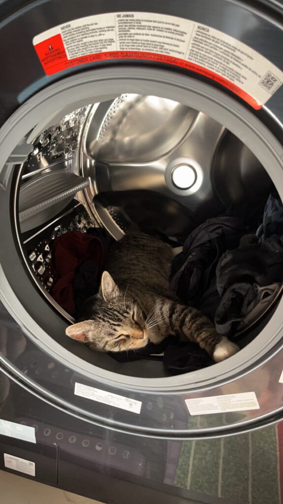 cat sleeping in washing machine